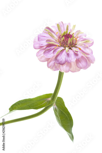 Rosa Zinie  Zinnia violacea   freigestellt