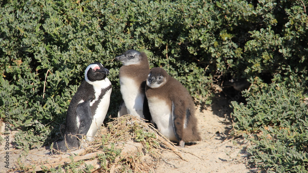 Fototapeta premium Penguin Living In Natural Freedom And Easy Way Of Life In South Africa