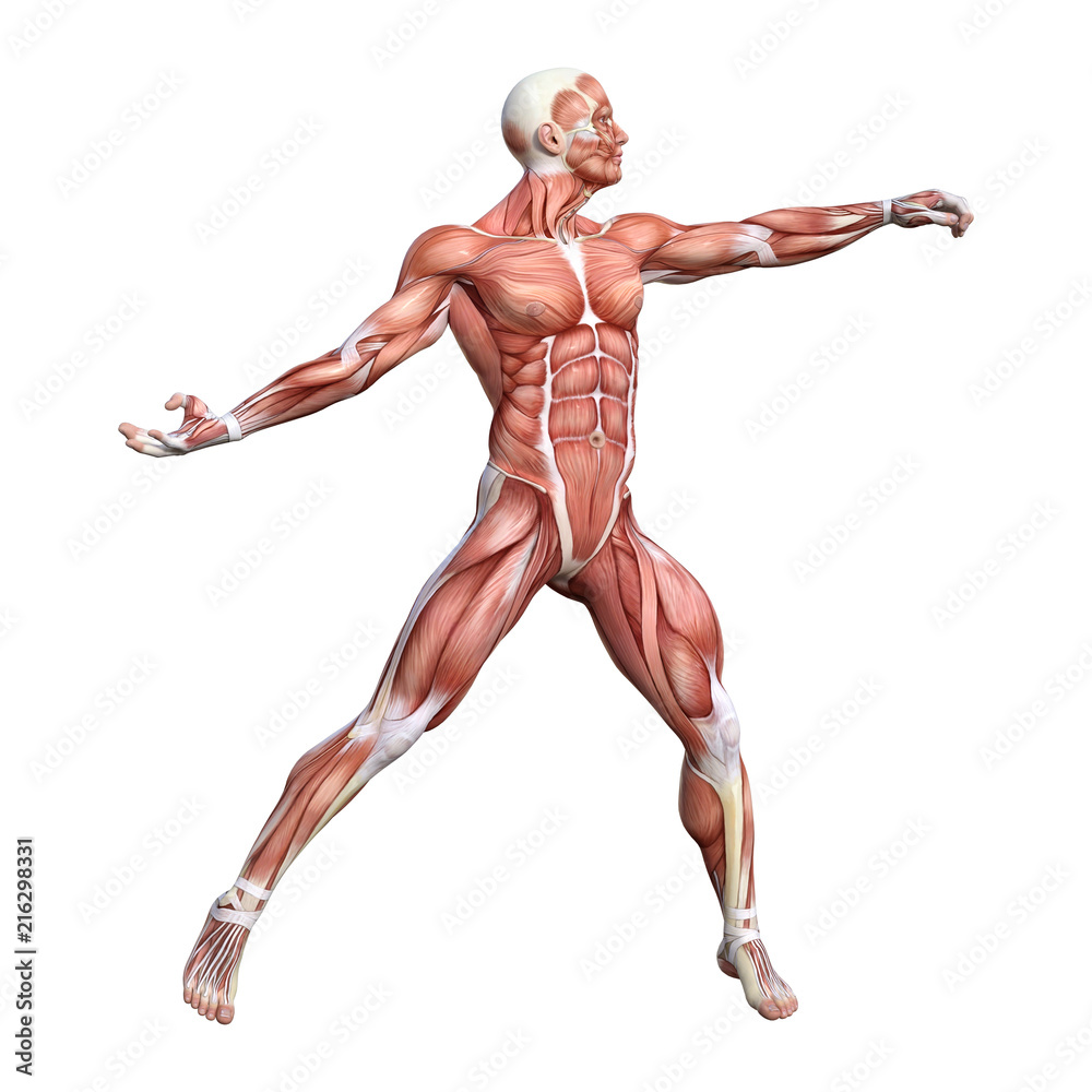 3D Rendering Male Anatomy Figure on White 3D Rendering Male Anatomy Figure on White