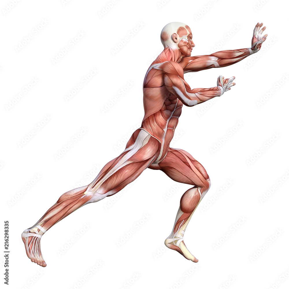 3D Rendering Male Anatomy Figure on White 3D Rendering Male Anatomy Figure on White