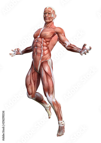 3D Rendering Male Anatomy Figure on White © photosvac