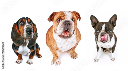 Photography three dogs looking up begging for food