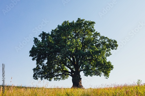 oak tree on green meadow at sunny summer day