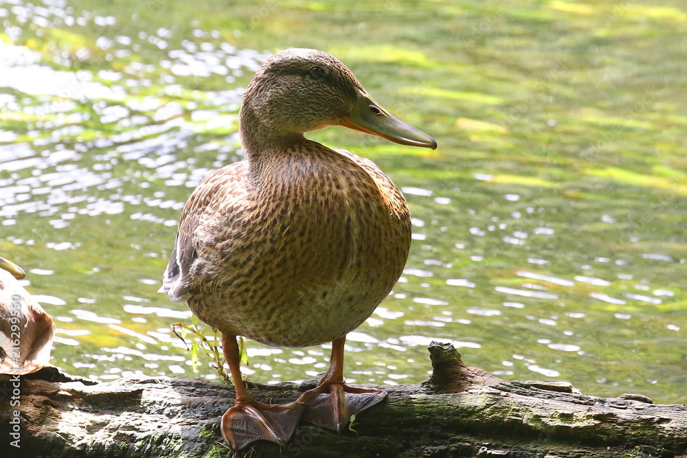 The beauty of nature of Ukraine duck in the open air is very beautiful. The beauty of nature of Ukraine duck in the open air is very beautiful.