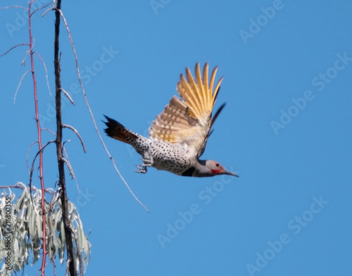 Фотография yellow shafted flicker flying off from a tree