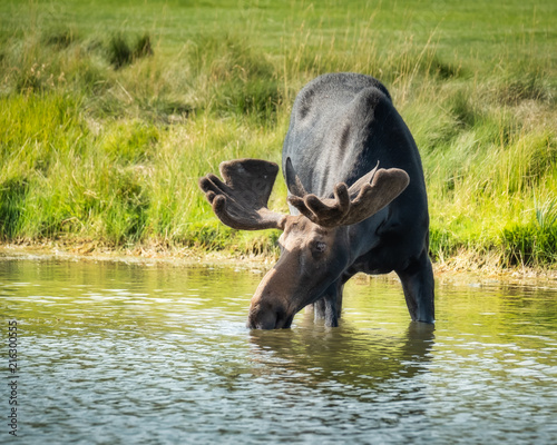 Bull Moose  photo