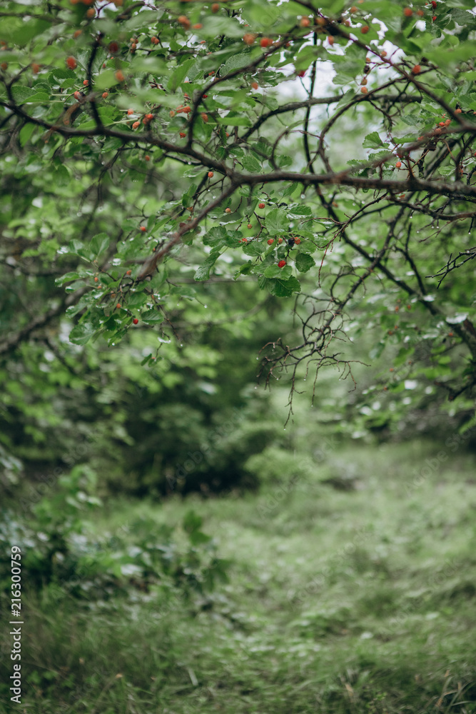 vegetation green leaves dawn dew rays sun vegetation green leaves dawn dew rays sun