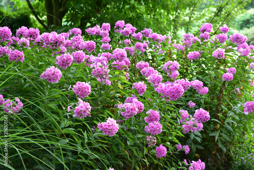 Phlox rose au jardin