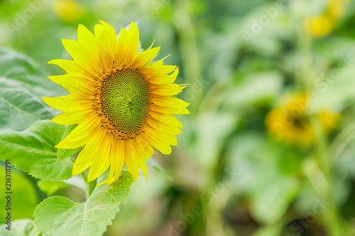 Bright yellow sunflower on a green background