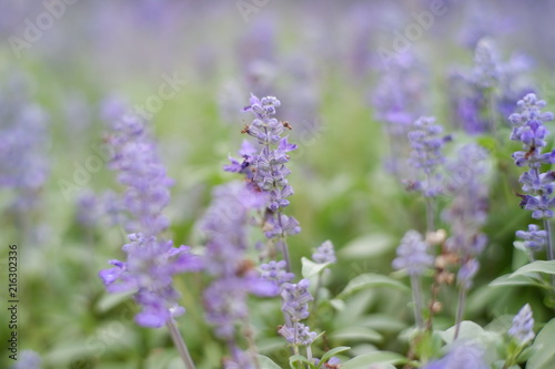 lavender in garden