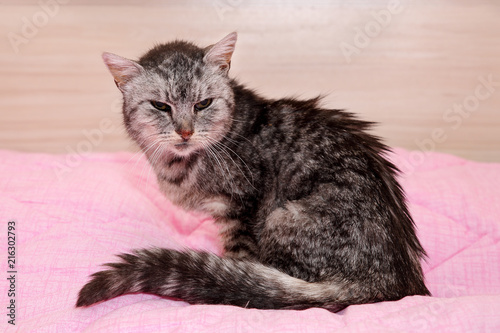Very old an sick grey tabby cat, saved from the streets, sitting on a pink blanket, looking sad and miserable