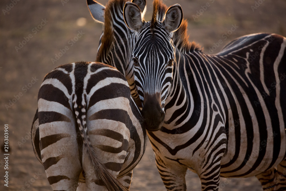 Naklejka premium Zebras