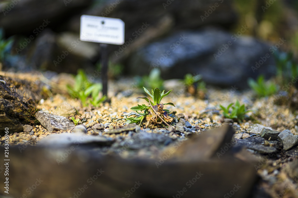 Fototapeta premium Botanischer Garten Dresden