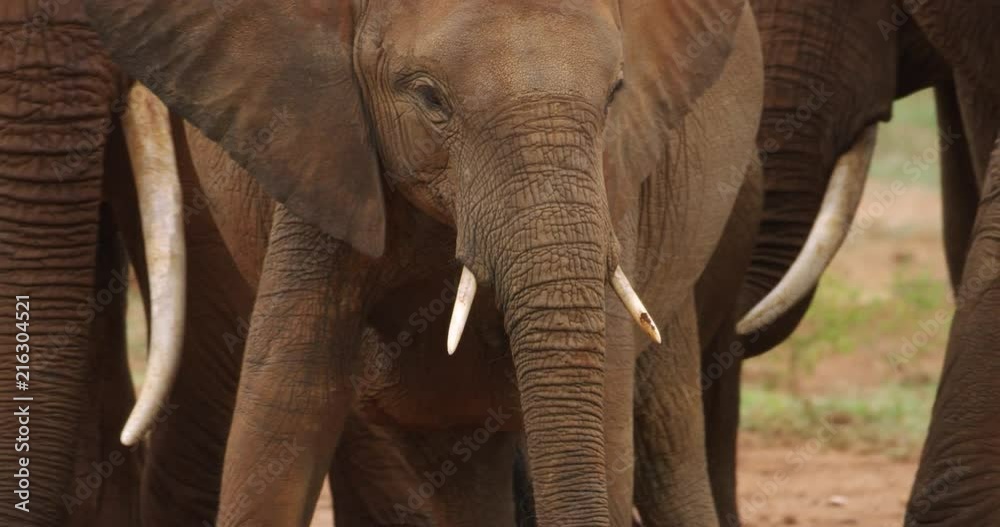 Baby Elephant walking with herd.
