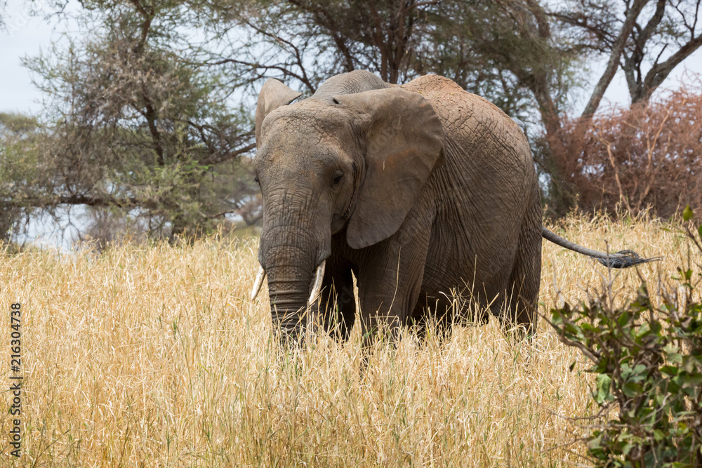 Fototapeta premium Elefant in der Savanne