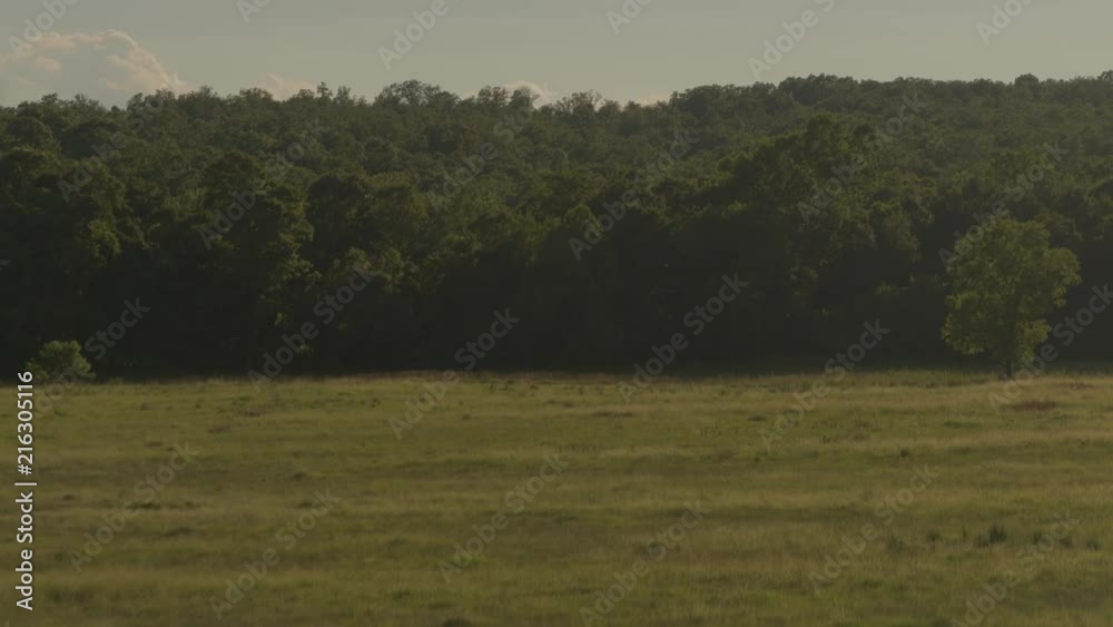 Aerial flyover a golden field and forest and hills at sunset in 4k Aerial flyover a golden field and forest and hills at sunset in 4k