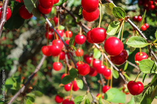 Close up of a branch with fresh red juicy cherries. Concept for farming and harvest in summer. Copy space