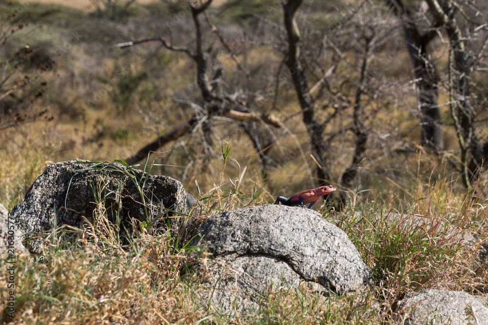 Siedleragame in der Serengeti Siedleragame in der Serengeti