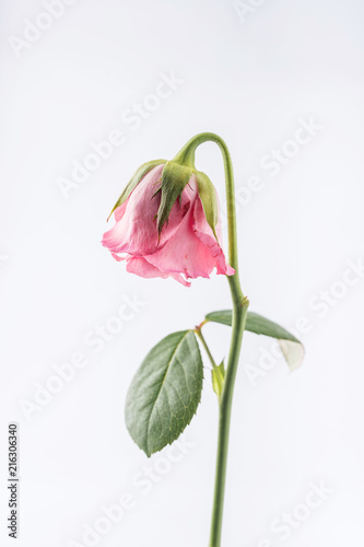 withered beautiful pink rose isolated on white background