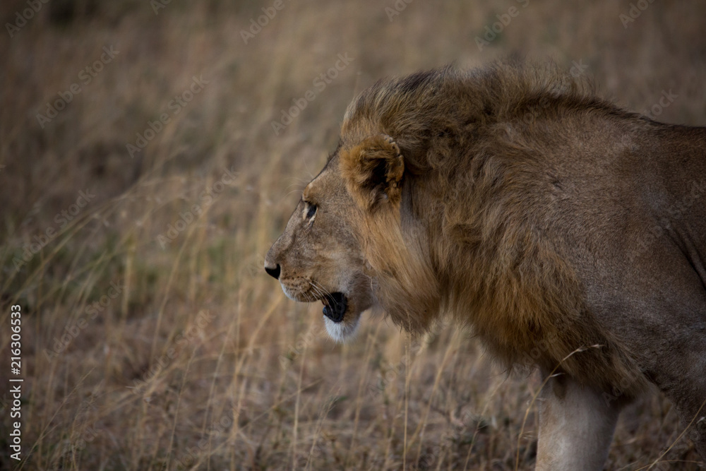 Wilder Löwe in der Serengeti