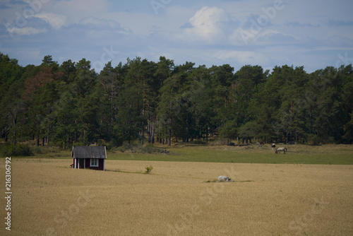 Horses and a small house on a meadow In Ekerö, Stockholm, Sweden