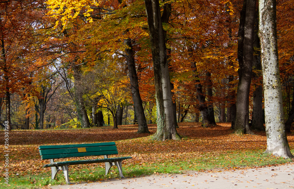 Autumn. Fall. Gold Trees in a Park with bench