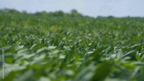 4k Crop blowing in the wind loop texture photo