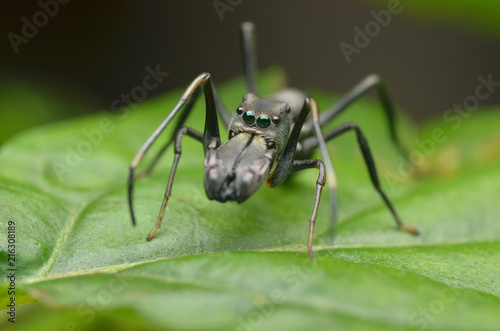 ant mimic spider © abuirfanoutdoorgraph