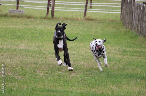 two funny dogs are running in the garden