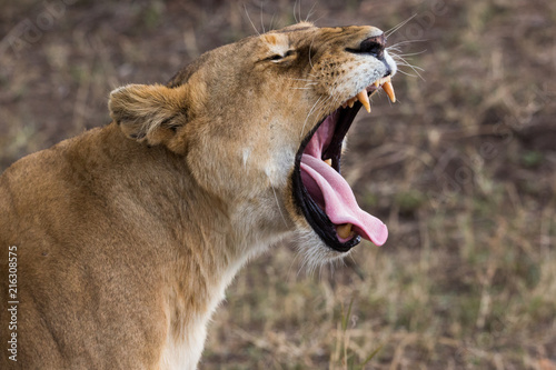 Gähnende Löwin - Serengeti