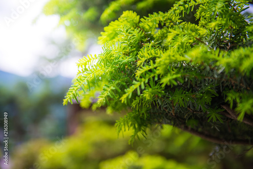 Natural floral fern background in sunlight.