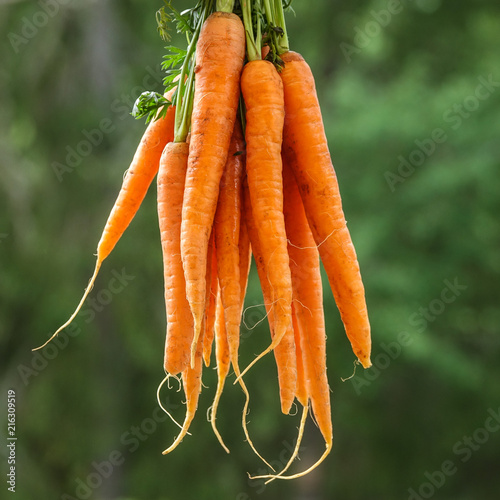 A bundle of carrots hanging...
