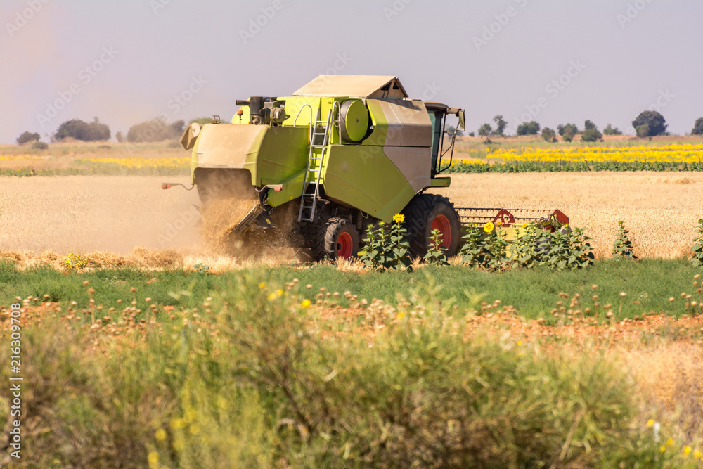 Fototapeta premium Harvester collecting wheat in summer