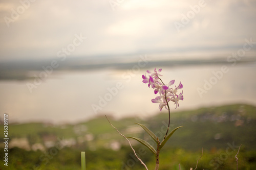 orchid at mountain