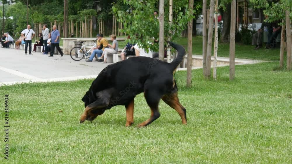 Playing walking with his big dark pet dog on grass in a park public place Playing walking with his big dark pet dog on grass in a park public place