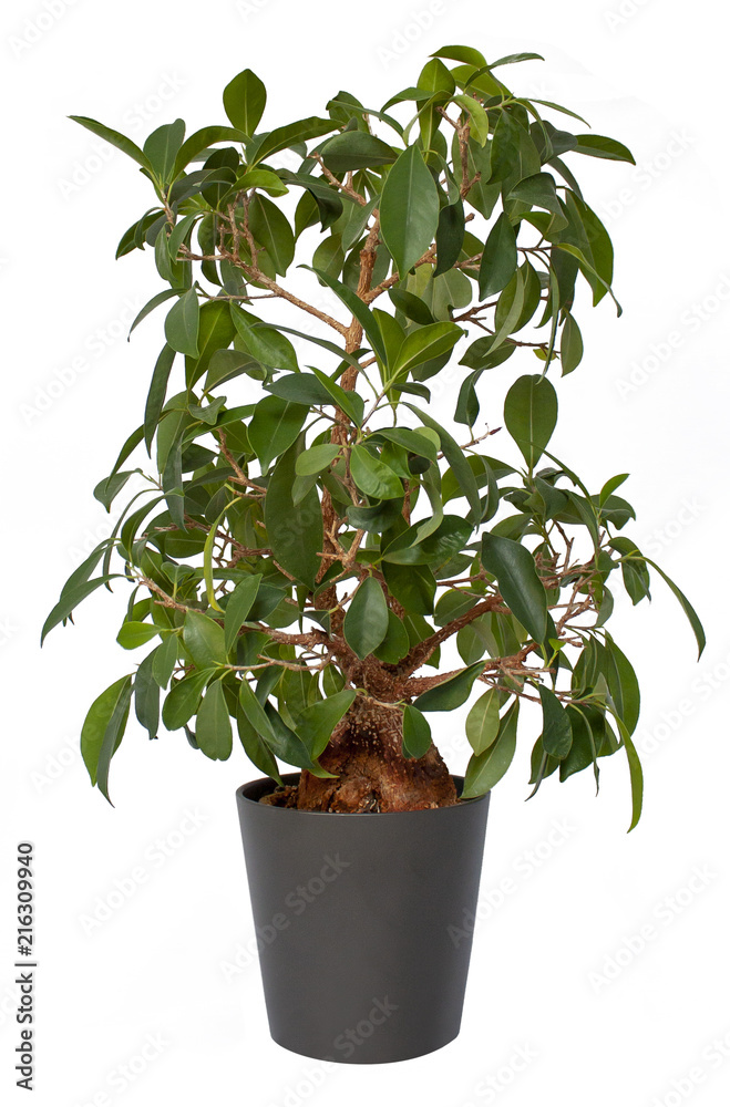 Bonsai Ficus Ginseng in Blumentopf Stock Photo | Adobe Stock