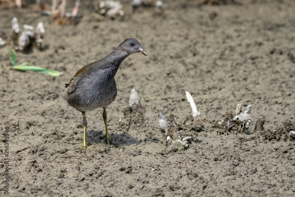 Juvenile moorhen duck walking through dried up river bank, looking startled with extended neck