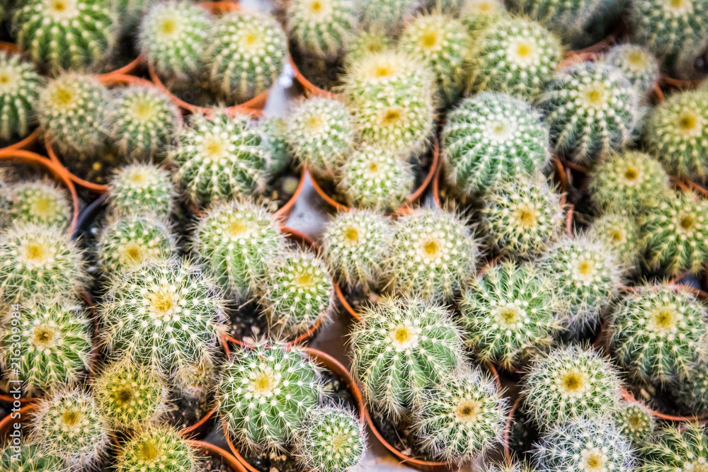 Fototapeta premium little cactus in market