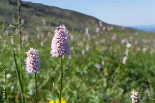 Pink snakeroot inflorescence with an insect pollinator in an alpine meadow
