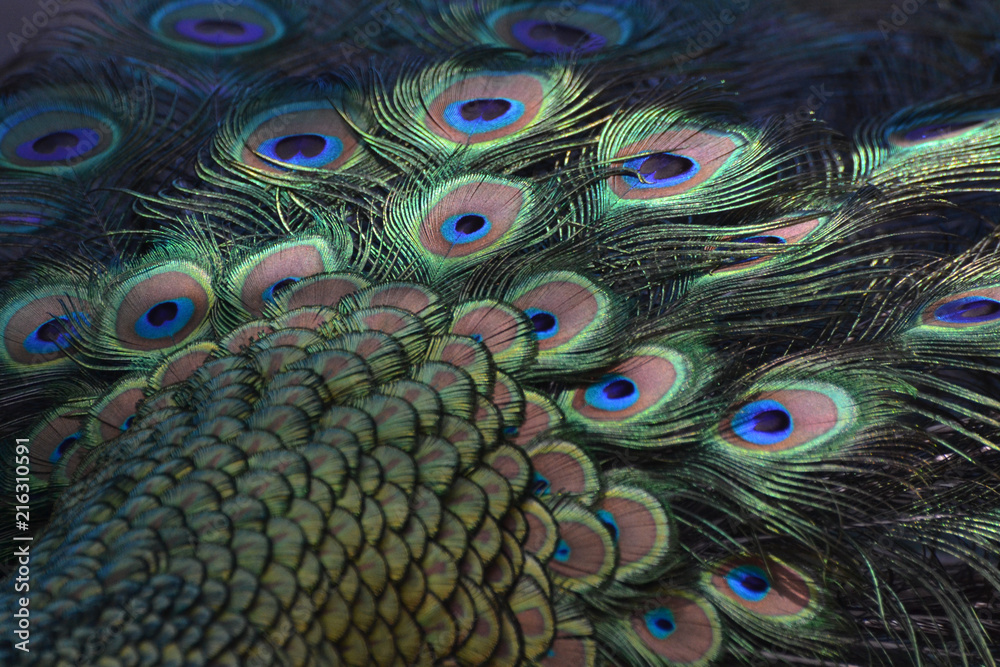 Obraz premium Peacock Tail Shimmering