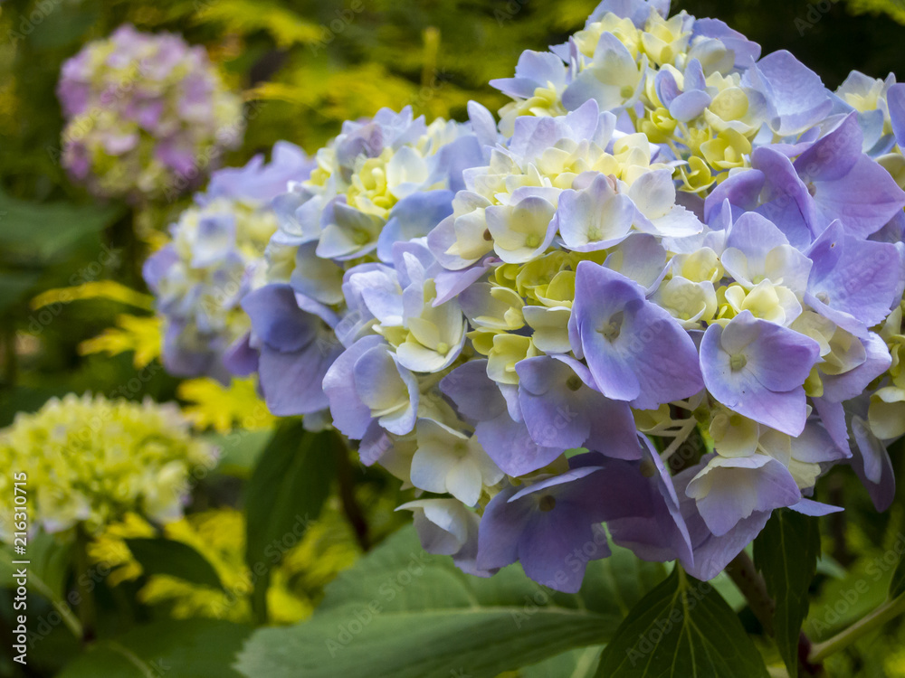 Macro of multicolored pink and blue flowers of hydrangea macrophylla against the background of the flowering bush of hydrangea Macro of multicolored pink and blue flowers of hydrangea macrophylla against the background of the flowering bush of hydrangea
