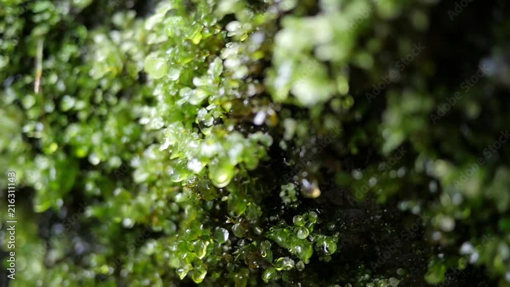 Drops flow down on the green mossy stone plumb near a waterfall - moisture Drops flow down on the green mossy stone plumb near a waterfall - moisture