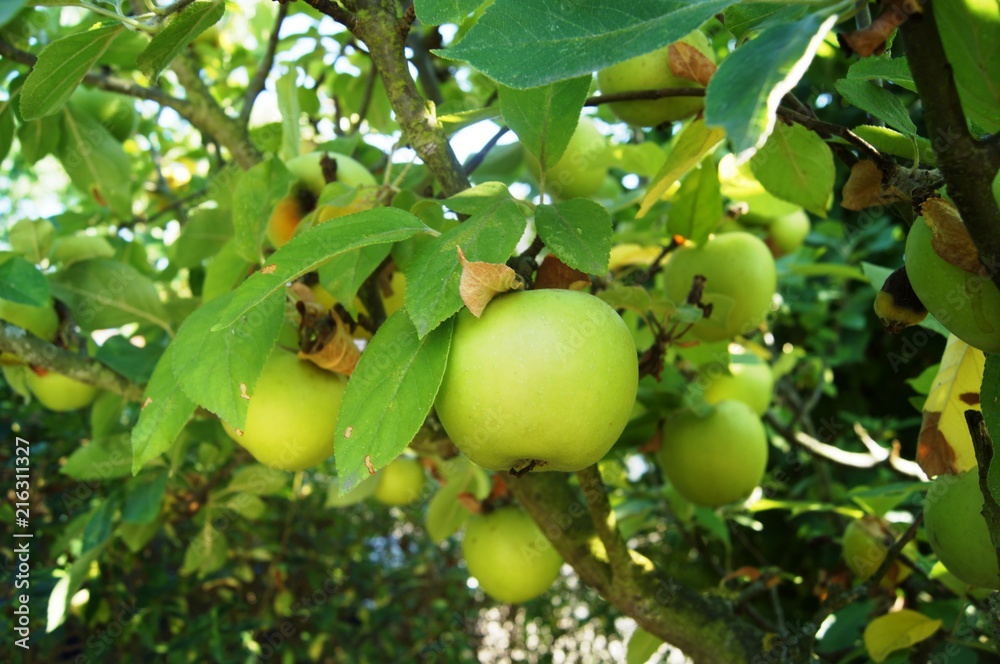 Apfel,green, apfel, obst, baum, essen, ast, garden, blatt, natur, ackerbau, gesund, pflanze, frisch, tomate, sommer, reif, ernte, bio, bauernhof, gemüse, rot, obstgärten, apple