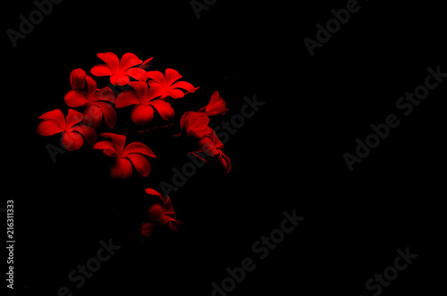 Plumeria flower on red and black background