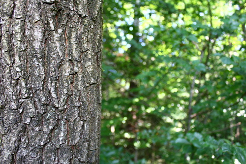 Baum im Wald