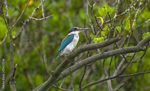 Proud Kingfisher