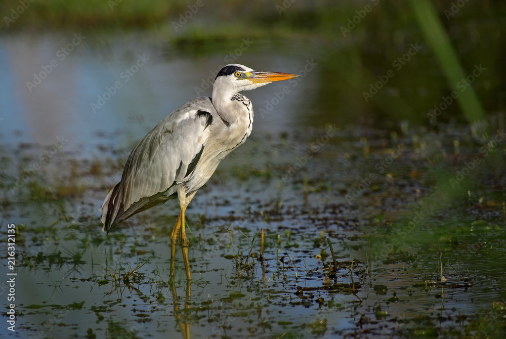 Grey Heron - Ardea cinerea, large gray heron from Euroasian lakes and rivers. Grey Heron - Ardea cinerea, large gray heron from Euroasian lakes and rivers.