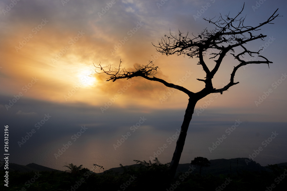 Fototapeta premium Tree against the light at sunset over the sea on Mount Jaizkibel, Basque Country