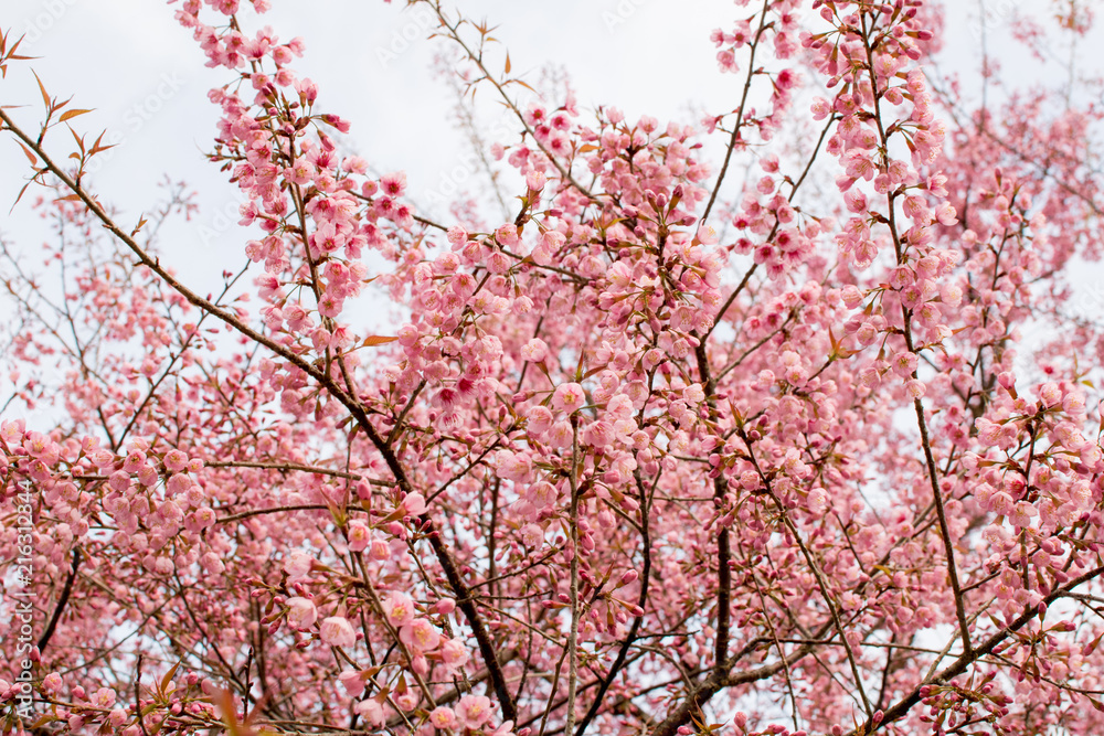 Wild Himalayan Cherry is very beautiful. Flowering only winter. Wild Himalayan Cherry is very beautiful. Flowering only winter.