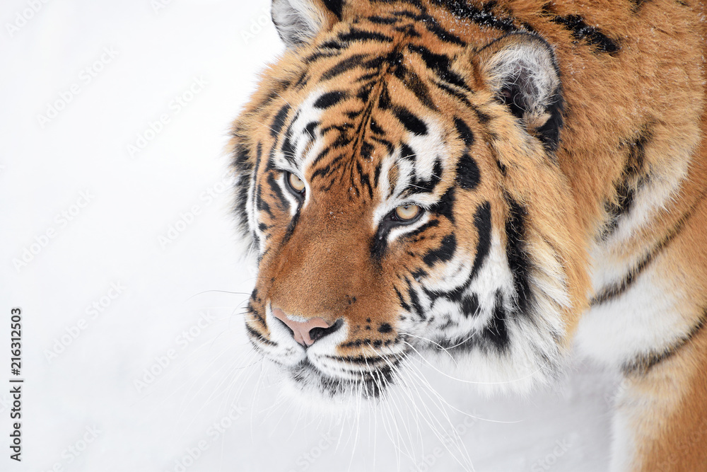 Close up portrait of Siberian tiger in winter snow Close up portrait of Siberian tiger in winter snow